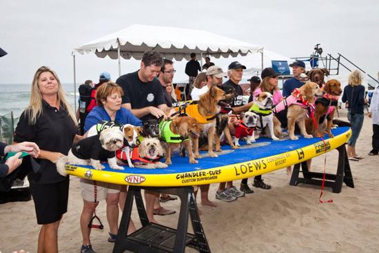 圖片版權:Dale Porter Loews Surf Dog Competition